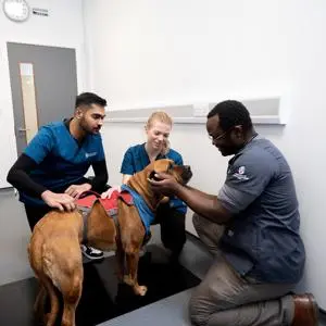 animal-handling-vet